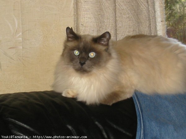 Photo de Sacr de birmanie