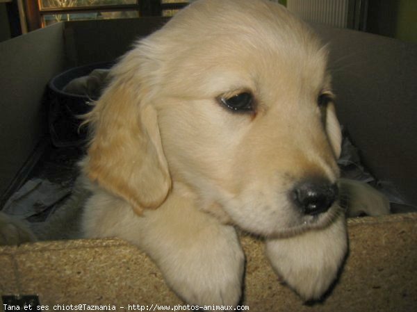 Photo de Golden retriever