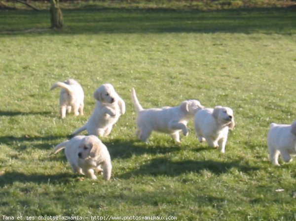 Photo de Golden retriever