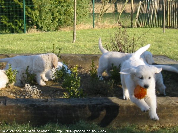 Photo de Golden retriever