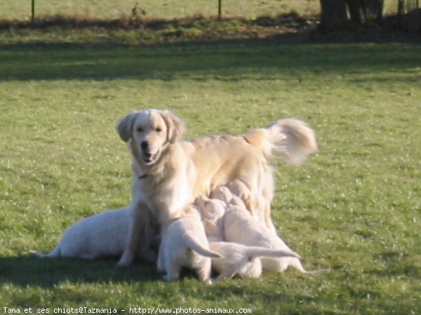 Photo de Golden retriever