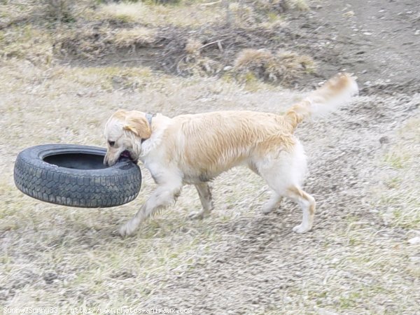 Photo de Golden retriever