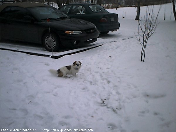 Photo de Shih tzu