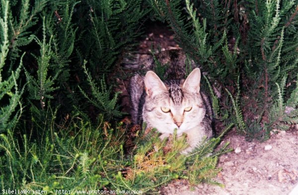 Photo de Chat domestique