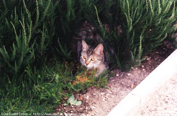 Photo de Chat domestique