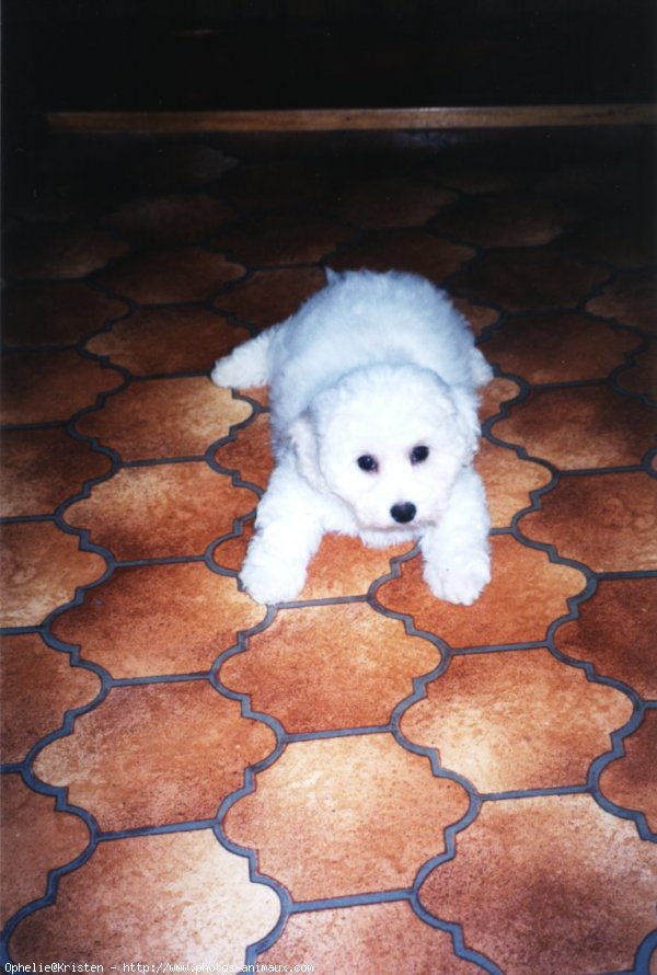 Photo de Bichon  poil fris