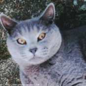 Photo de Chartreux