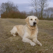 Photo de Golden retriever