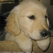 Photo de Golden retriever