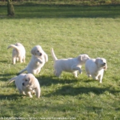 Photo de Golden retriever