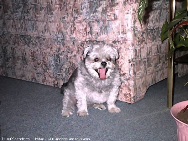 Photo de Shih tzu