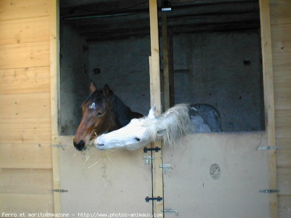 Photo de Races diffrentes