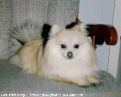 Photo de Spitz moyen