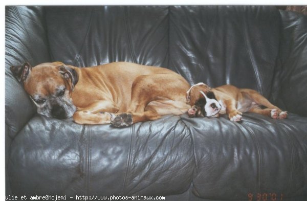 Photo de Boxer