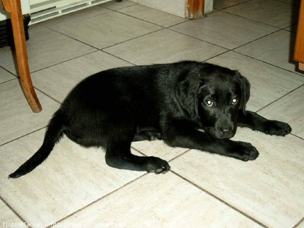 Photo de Labrador retriever