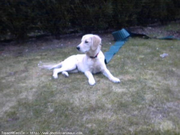 Photo de Golden retriever