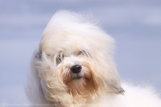 Photo de Coton de tulear