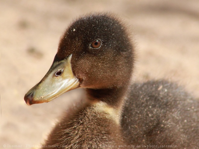 Photo de Canard