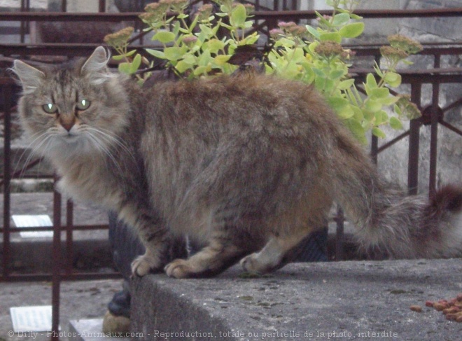 Photo de Chat domestique