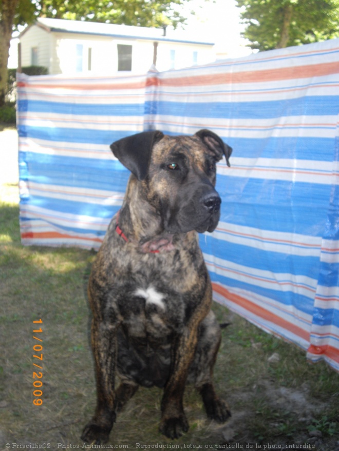 Photo de Dogue des canaries