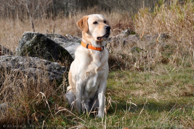 Photo de Labrador retriever