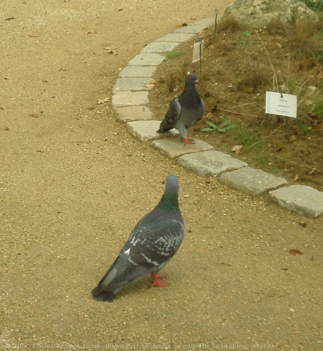 Photo de Pigeon