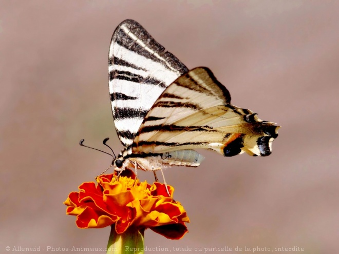 Photo de Papillon