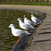 Photo de Mouette