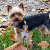 Photo de Yorkshire terrier