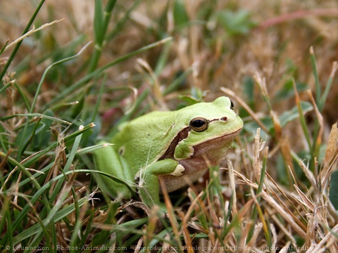 Photo de Grenouille - rainette verte