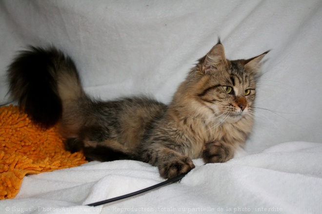 Photo de Maine coon