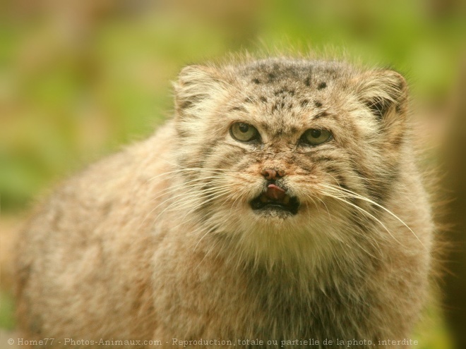 Photo de Chat de pallas