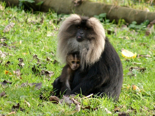 Photo de Singe - macaque