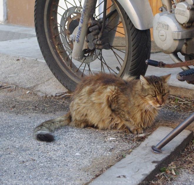 Photo de Chat domestique