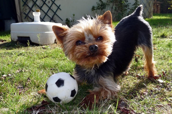 Photo de Yorkshire terrier