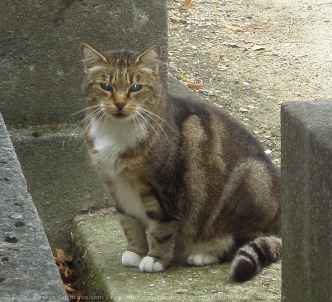 Photo de Chat domestique