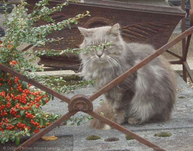 Photo de Chat domestique