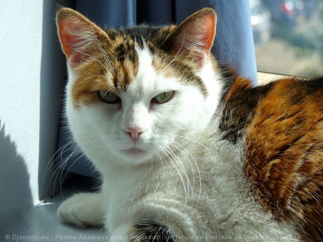 Photo de Chat domestique