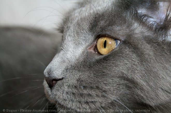 Photo de Maine coon