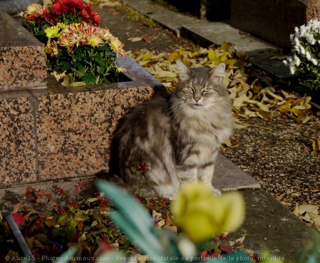 Photo de Chat domestique