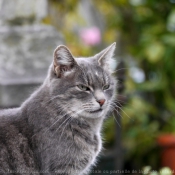 Photo de Chat domestique