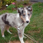 Photo de Chien de berger des shetland