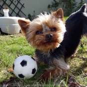 Photo de Yorkshire terrier