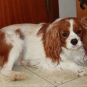 Photo de Cavalier king charles spaniel