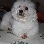 Photo de Coton de tulear