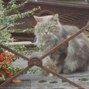 Photo de Chat domestique