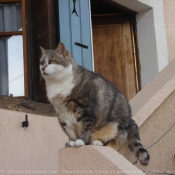 Photo de Chat domestique