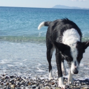 Photo de Border collie