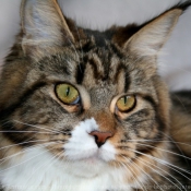 Photo de Maine coon