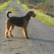 Photo d'Airedale terrier